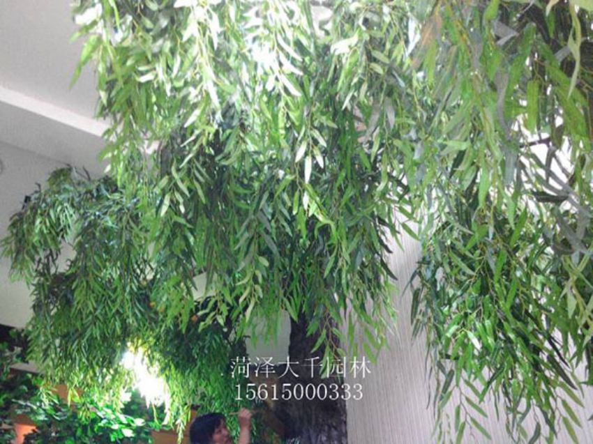點(diǎn)擊查看詳細(xì)信息<br>標(biāo)題：假樹 閱讀次數(shù)：1306